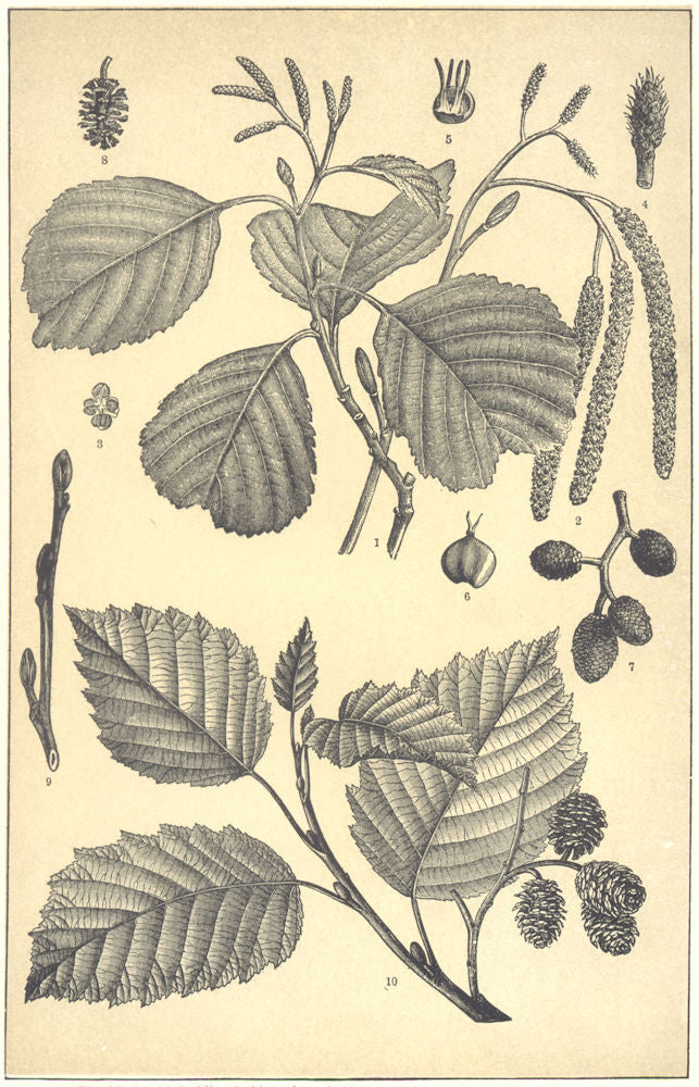 ALDER. Twig budding Catkins(Alnus glutinosa)Flower anther Stamen Fruit Bud 1907